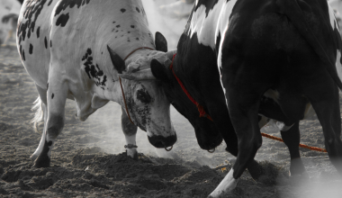 Explore Fujairah Gallery